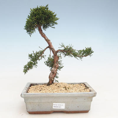 Outdoor bonsai - Juniperus chinensis - Chinese juniper VB-2020-221