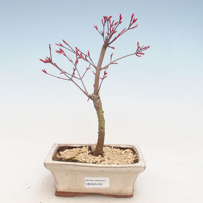 Outdoor bonsai - Maple palmatum DESHOJO - Japanese Maple VB2020-222 - 1