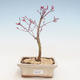 Outdoor bonsai - Maple palmatum DESHOJO - Japanese Maple VB2020-222 - 1/3