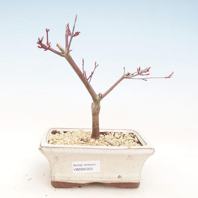Outdoor bonsai - Maple palmatum DESHOJO - Japanese Maple VB2020-223 - 1