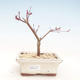 Outdoor bonsai - Maple palmatum DESHOJO - Japanese Maple VB2020-223 - 1/3
