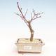 Outdoor bonsai - Maple palmatum DESHOJO - Japanese Maple VB2020-224 - 1/3