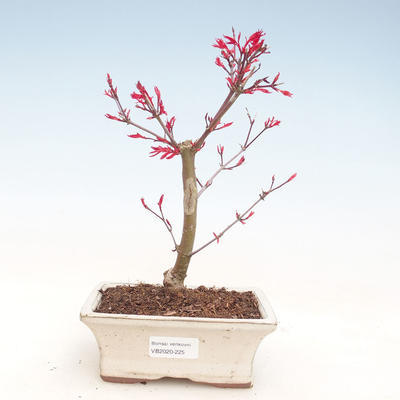 Outdoor bonsai - Maple palmatum DESHOJO - Japanese Maple VB2020-225 - 1