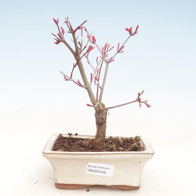 Outdoor bonsai - Maple palmatum DESHOJO - Japanese Maple VB2020-226 - 1