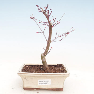 Outdoor bonsai - Maple palmatum DESHOJO - Japanese Maple VB2020-227 - 1