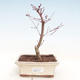 Outdoor bonsai - Maple palmatum DESHOJO - Japanese Maple VB2020-227 - 1/3