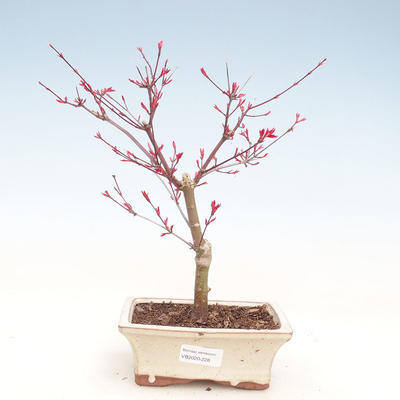 Outdoor bonsai - Maple palmatum DESHOJO - Japanese Maple VB2020-228 - 1