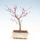 Outdoor bonsai - Maple palmatum DESHOJO - Japanese Maple VB2020-228 - 1/3