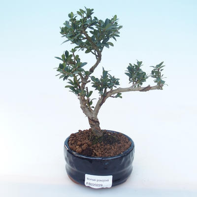 Indoor bonsai - Ilex crenata - Holly PB220229