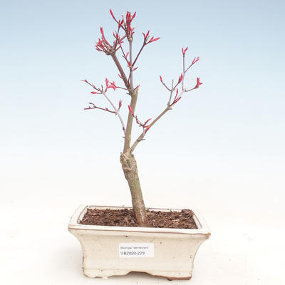 Outdoor bonsai - Maple palmatum DESHOJO - Japanese Maple VB2020-229 - 1
