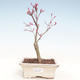 Outdoor bonsai - Maple palmatum DESHOJO - Japanese Maple VB2020-229 - 1/3
