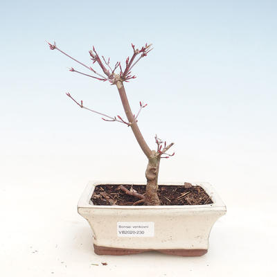 Outdoor bonsai - Maple palmatum DESHOJO - Japanese Maple VB2020-230 - 1