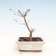 Outdoor bonsai - Maple palmatum DESHOJO - Japanese Maple VB2020-230 - 1/3