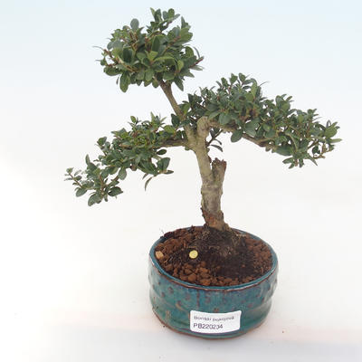 Indoor bonsai - Ilex crenata - Holly PB220234