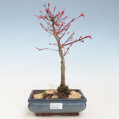 Outdoor bonsai - Acer palmatum Beni Tsucasa - Japanese Maple VB2020-234 - 1