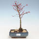 Outdoor bonsai - Acer palmatum Beni Tsucasa - Japanese Maple VB2020-234 - 1/4