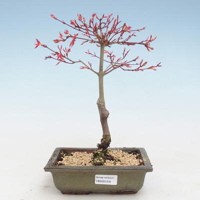 Outdoor bonsai - Acer palmatum Beni Tsucasa - Japanese Maple VB2020-235 - 1