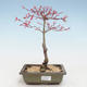 Outdoor bonsai - Acer palmatum Beni Tsucasa - Japanese Maple VB2020-235 - 1/4