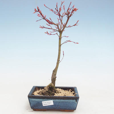 Outdoor bonsai - Acer palmatum Beni Tsucasa - Japanese Maple VB2020-237 - 1