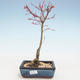 Outdoor bonsai - Acer palmatum Beni Tsucasa - Japanese Maple VB2020-237 - 1/4