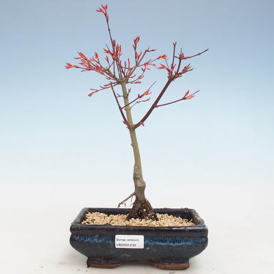 Outdoor bonsai - Acer palmatum Beni Tsucasa - Japanese Maple VB2020-239 - 1