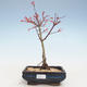 Outdoor bonsai - Acer palmatum Beni Tsucasa - Japanese Maple VB2020-239 - 1/4