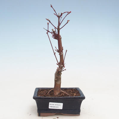 Outdoor bonsai - Maple palmatum Atropurpureum - Japanese Maple VB2020-231 - 1