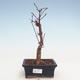 Outdoor bonsai - Maple palmatum Atropurpureum - Japanese Maple VB2020-231 - 1/3