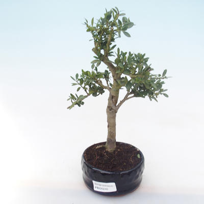 Indoor bonsai - Ilex crenata - Holly PB220240