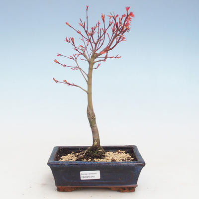 Outdoor bonsai - Acer palmatum Beni Tsucasa - Japanese Maple VB2020-240 - 1