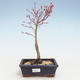 Outdoor bonsai - Acer palmatum Beni Tsucasa - Japanese Maple VB2020-240 - 1/4