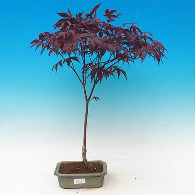 Outdoor bonsai - Acer palm. Atropurpureum-Maple dlanitolistý - 1