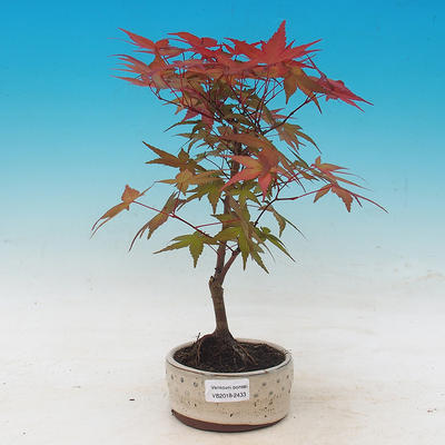 Outdoor bonsai - dlanitolistý Maple - Acer palmatum DESHOJO - 1