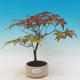 Outdoor bonsai - dlanitolistý Maple - Acer palmatum DESHOJO - 1/2