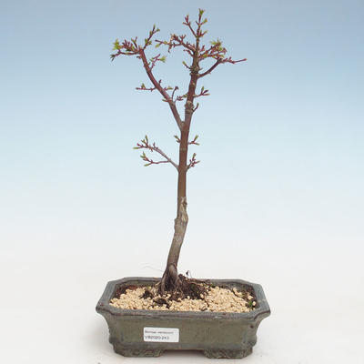 Outdoor bonsai - Acer palmatum SHISHIGASHIRA- Small maple VB2020-243 - 1