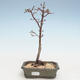 Outdoor bonsai - Acer palmatum SHISHIGASHIRA- Small maple VB2020-243 - 1/3