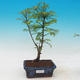 Outdoor bonsai - Tisovec double row - 1/4
