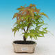 Outdoor bonsai - Acer pal. Sango Kaku - Maple dlanitolistý - 1/2