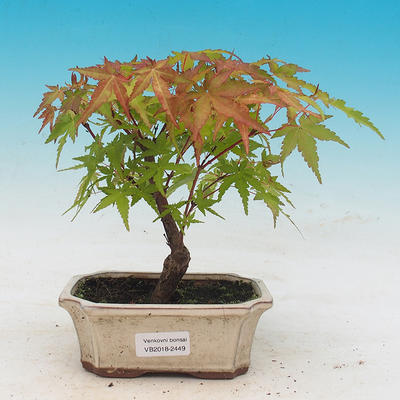 Outdoor bonsai - Acer pal. Sango Kaku - Maple dlanitolistý - 1