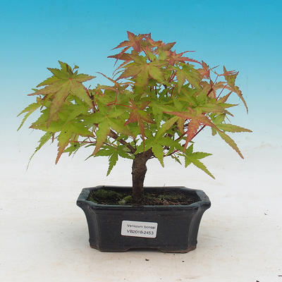 Outdoor bonsai - Acer pal. Sango Kaku - Maple dlanitolistý - 1