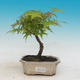 Outdoor bonsai - Acer pal. Sango Kaku - Maple dlanitolistý - 1/2