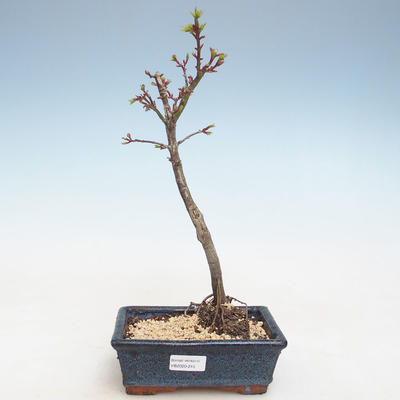 Outdoor bonsai - Acer palmatum SHISHIGASHIRA- Small maple VB2020-245 - 1