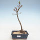Outdoor bonsai - Acer palmatum SHISHIGASHIRA- Small maple VB2020-245 - 1/3