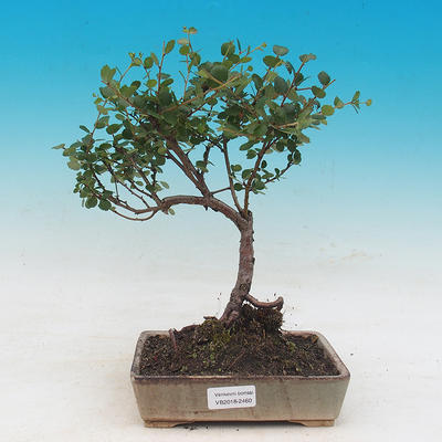 Outdoor bonsai - dwarf birch - Betula NANA