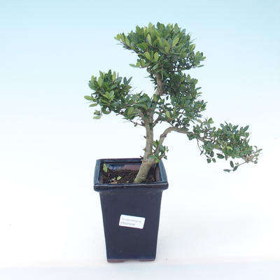 Indoor bonsai - Ilex crenata - Holly PB220246