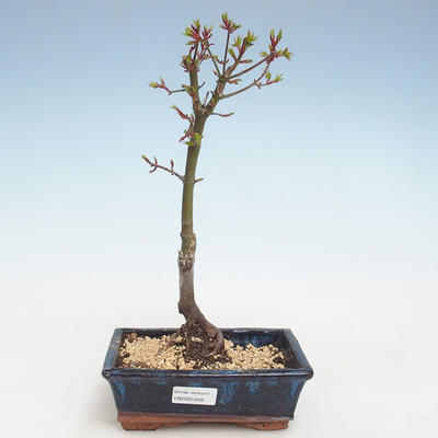 Outdoor bonsai - Acer palmatum SHISHIGASHIRA- Small maple VB2020-246 - 1