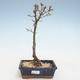 Outdoor bonsai - Acer palmatum SHISHIGASHIRA- Small maple VB2020-246 - 1/3
