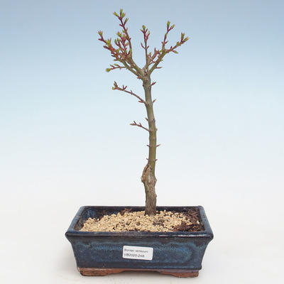 Outdoor bonsai - Acer palmatum SHISHIGASHIRA- Small maple VB2020-248 - 1