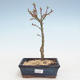 Outdoor bonsai - Acer palmatum SHISHIGASHIRA- Small maple VB2020-248 - 1/3