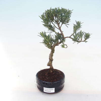 Indoor bonsai - Podocarpus - Stone yew PB220249